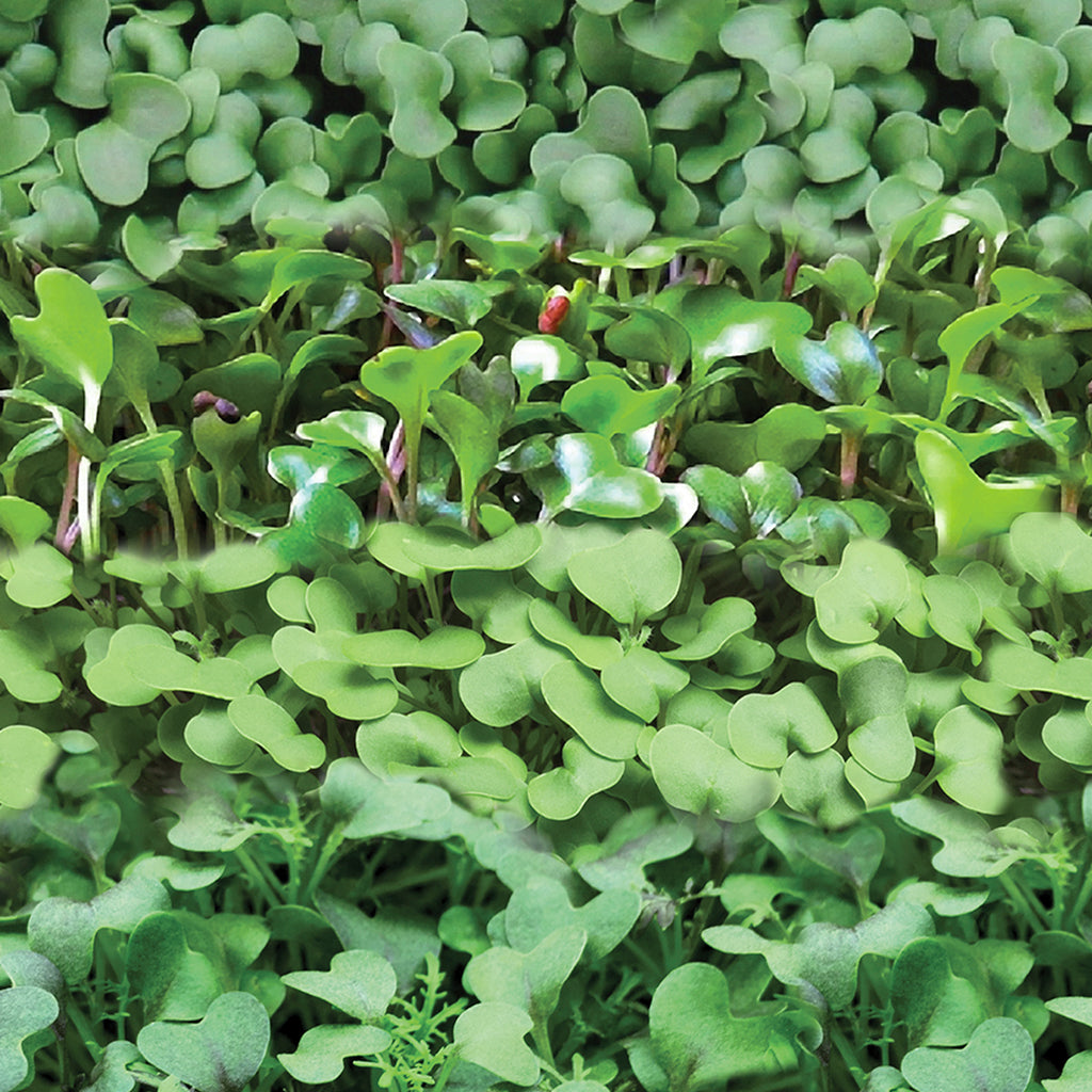 Salad Mix Microgreen 114g • ميكروجرين خلطة السلطة - plantnmore