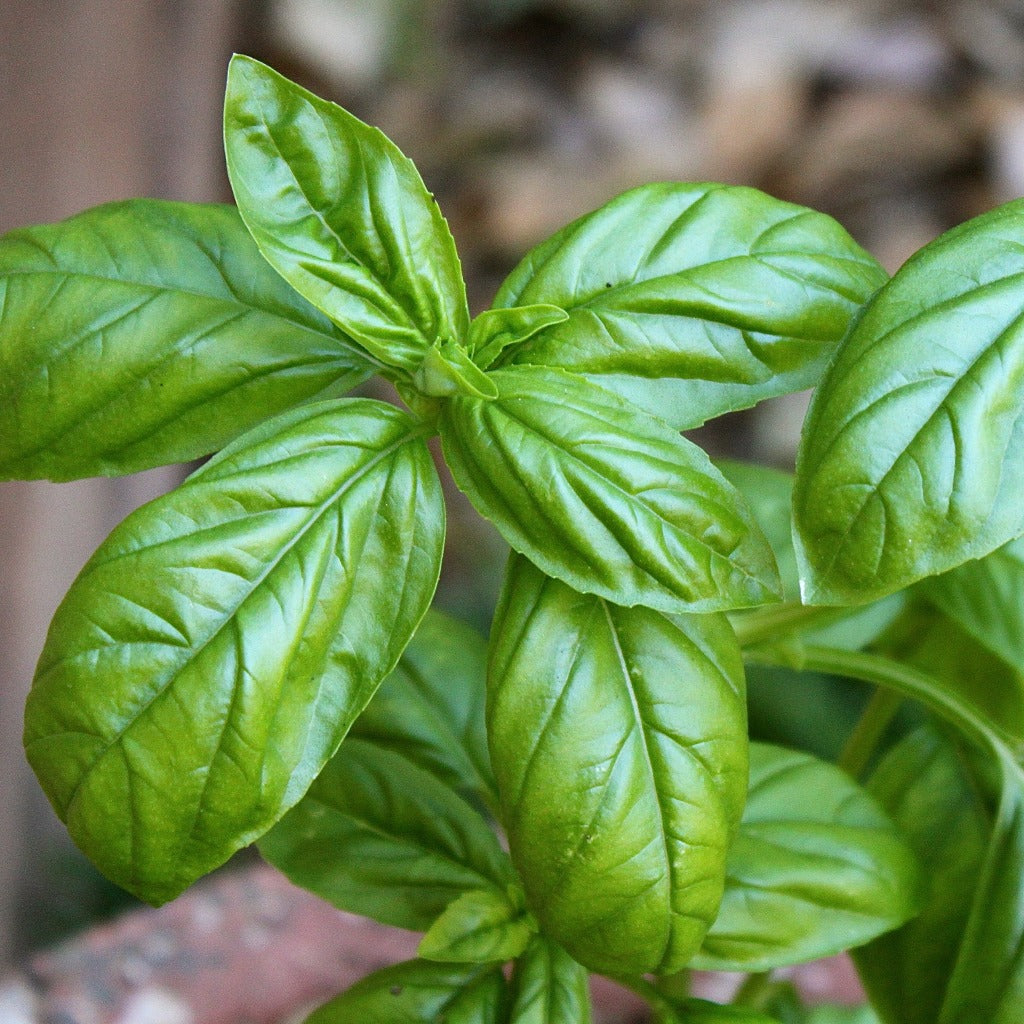 Genovese Basil • ريحان جينوفيز - plantnmore