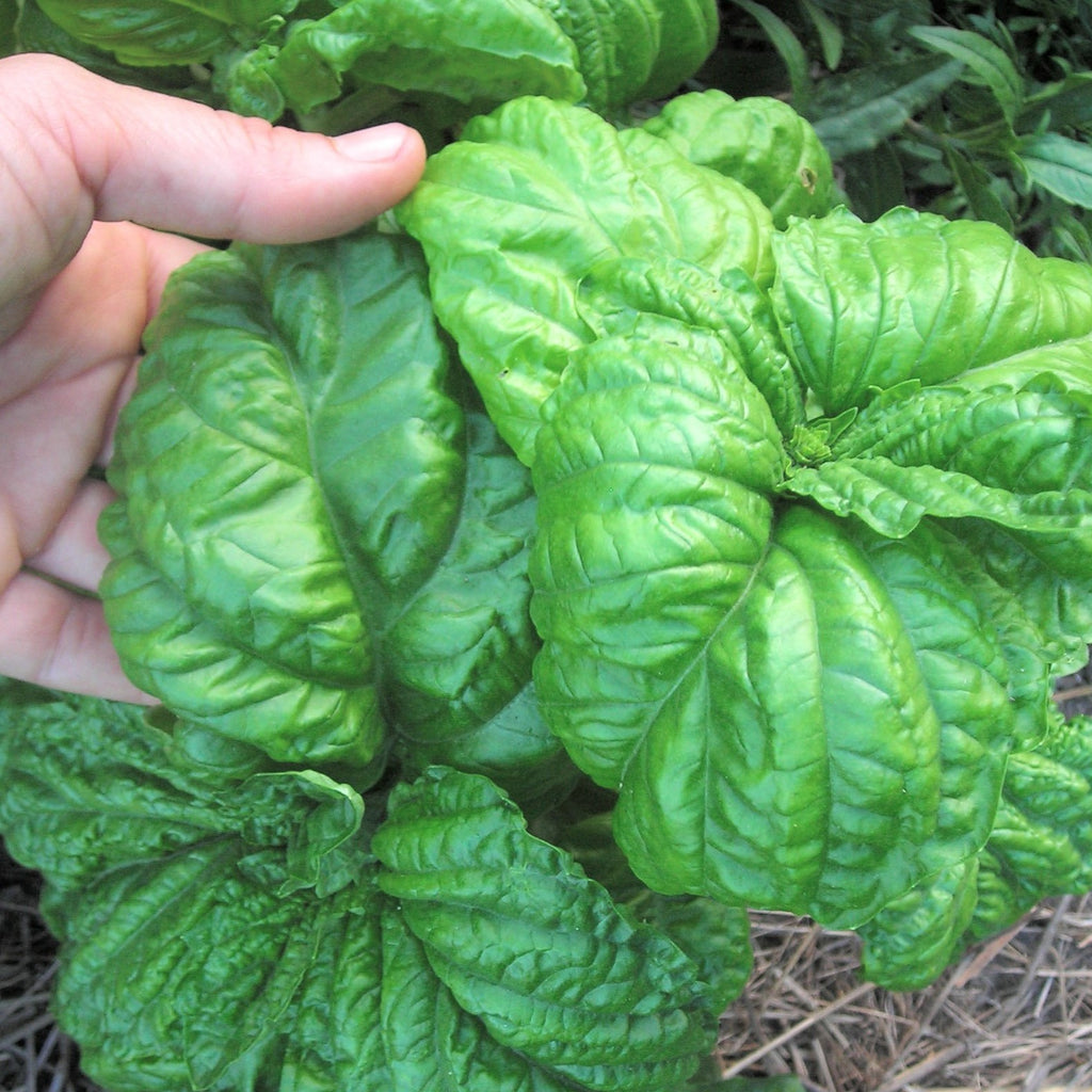 Lettuce Leaf Basil • ريحان عملاق - plantnmore