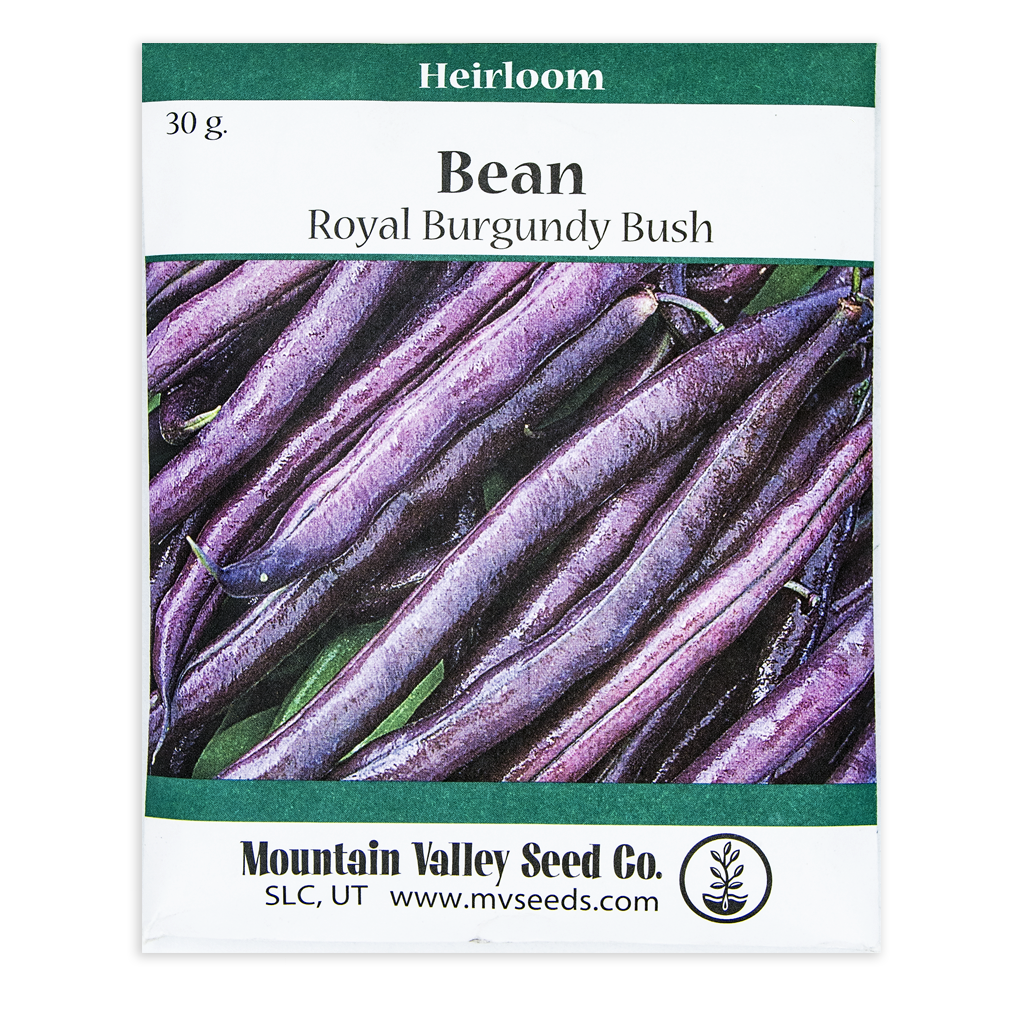 Royal Burgundy Bush Beans • فاصوليا بنفسجية مناسبة للأحواض - plantnmore