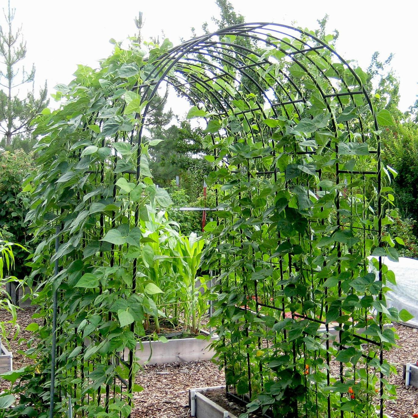 Bean Pole Kentucky • فاصوليا طويلة - plantnmore