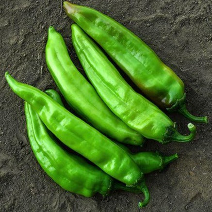 Big Jim Pepper • فلفل حار عملاق - plantnmore