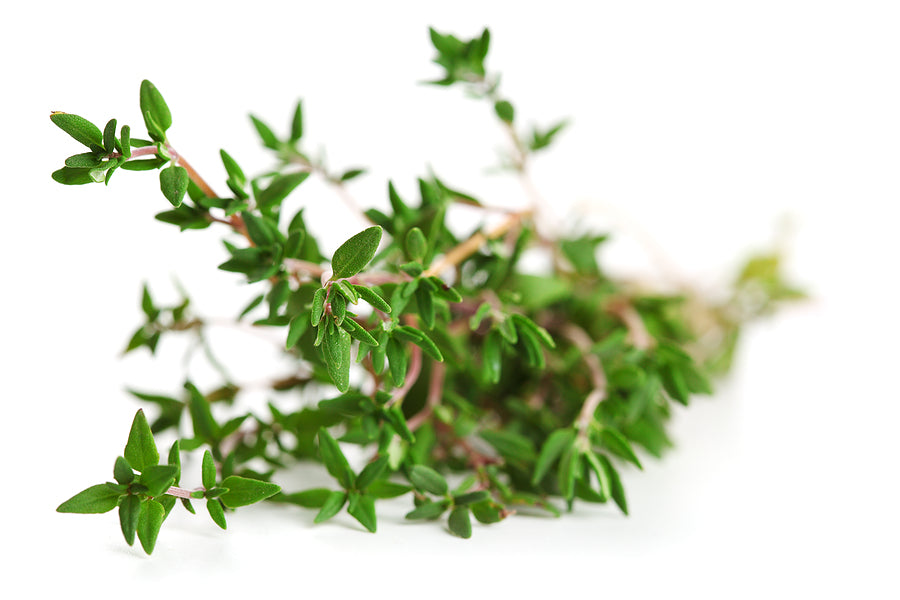 Thyme (o)• زعتر - plantnmore