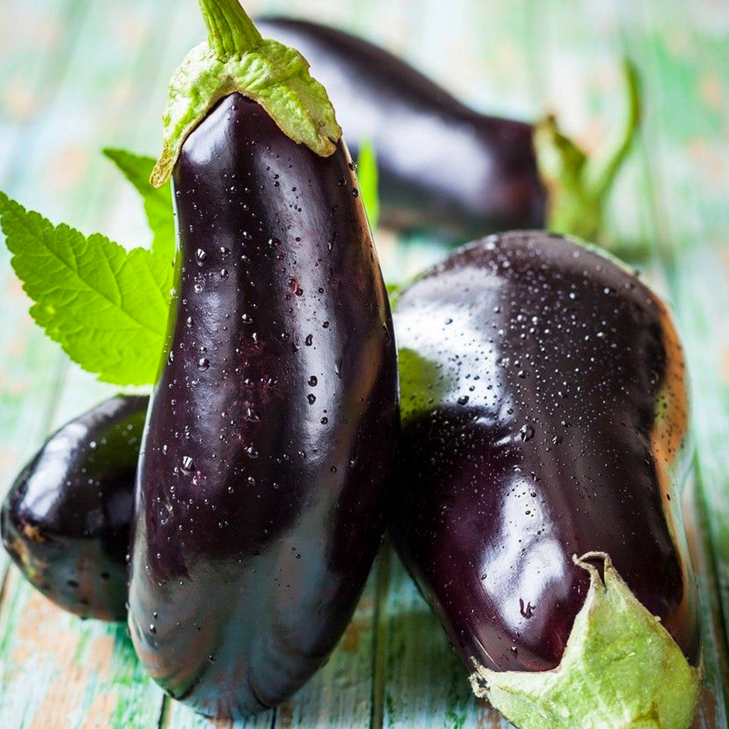 Eggplant Black Beauty • باذنجان السوداء الجميلة - plantnmore