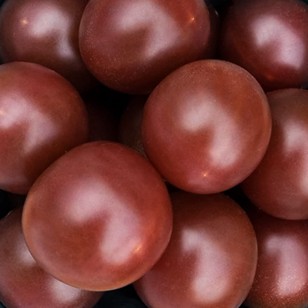 Tomato Black Cherry • طماطم شيري اسود - plantnmore