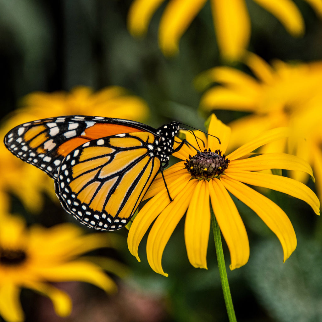 Black Eyed Susan • سوزان ذات العيون السوداء - plantnmore