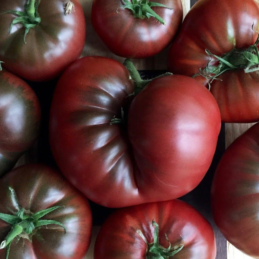 Tomato Black Krim • طماطم اسود روسي - plantnmore