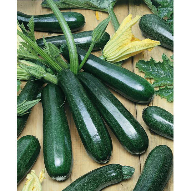 Zucchini Black Beauty • كوسى السوداء الجميلة - plantnmore