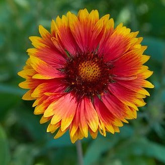 Indian Blanket Sunflower  • دوار الشمس أحمر صغير - plantnmore