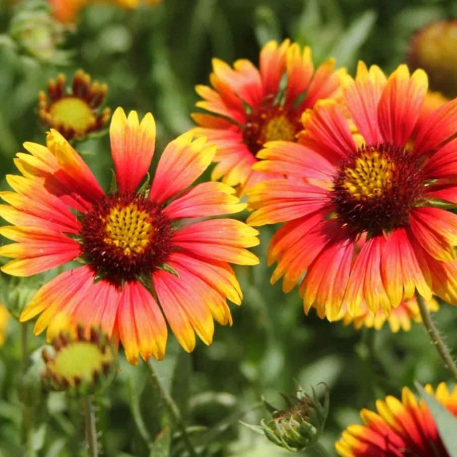 Indian Blanket Sunflower  • دوار الشمس أحمر صغير - plantnmore