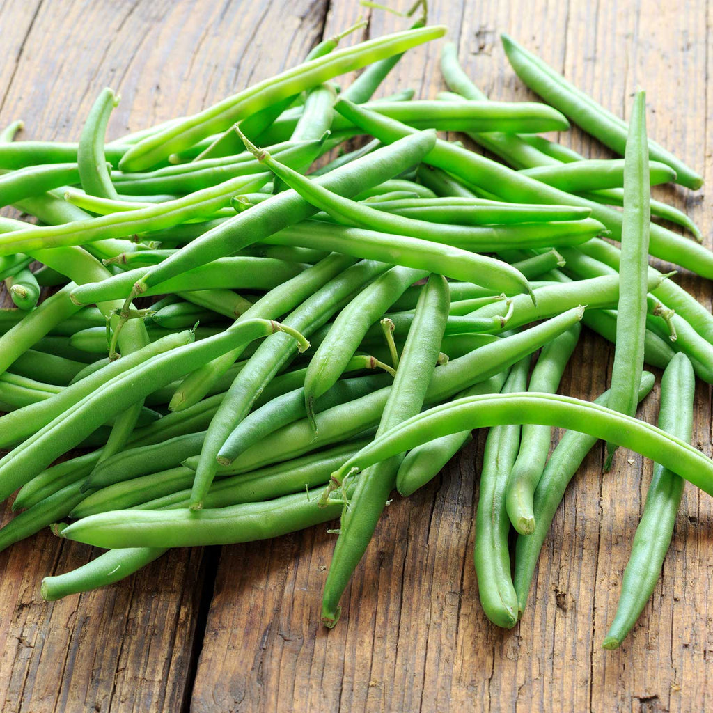 Bush Jade Beans • فاصوليا مناسبة للأحواض - plantnmore