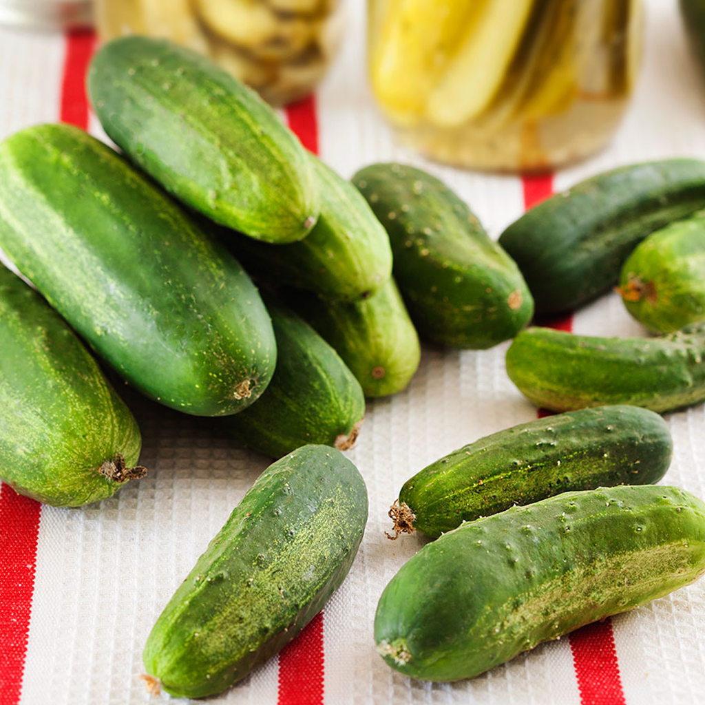 Cucumber Boston Pickling • خيار تخليل بوسطن - plantnmore