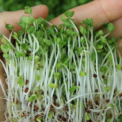 Broccoli Seeds 114g • بروكلي  للاستنبات - plantnmore