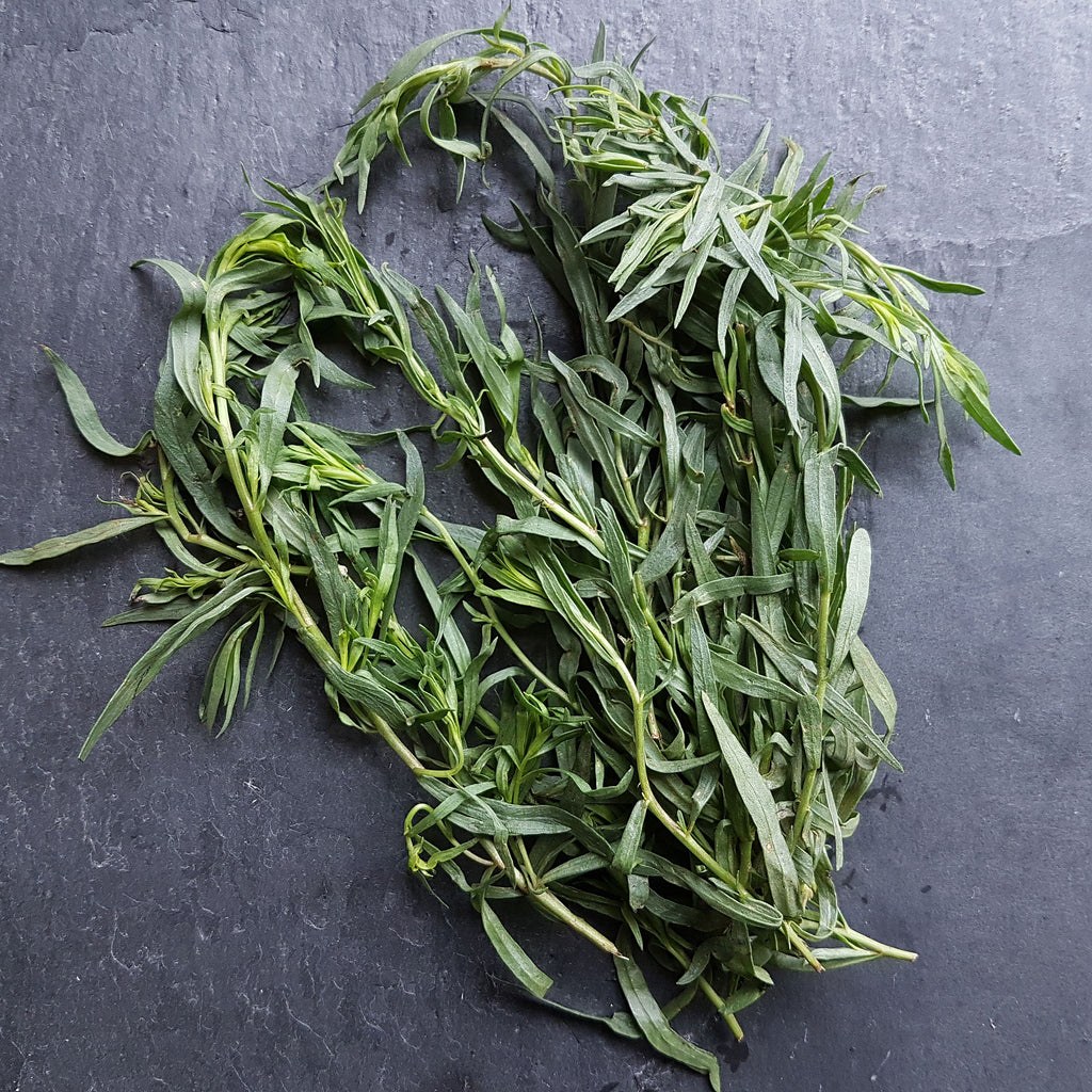 Tarragon • طرخون - plantnmore