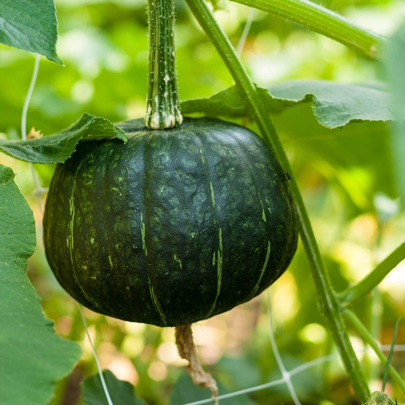 Pumpkin Burgess Buttercup • قرع الزبدة - plantnmore