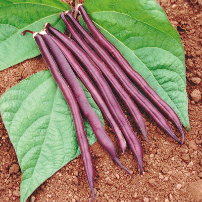 Royal Burgundy Bush Beans • فاصوليا بنفسجية مناسبة للأحواض - plantnmore