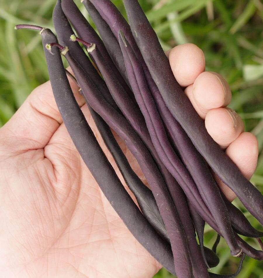 Royal Burgundy Bush Beans • فاصوليا بنفسجية مناسبة للأحواض - plantnmore