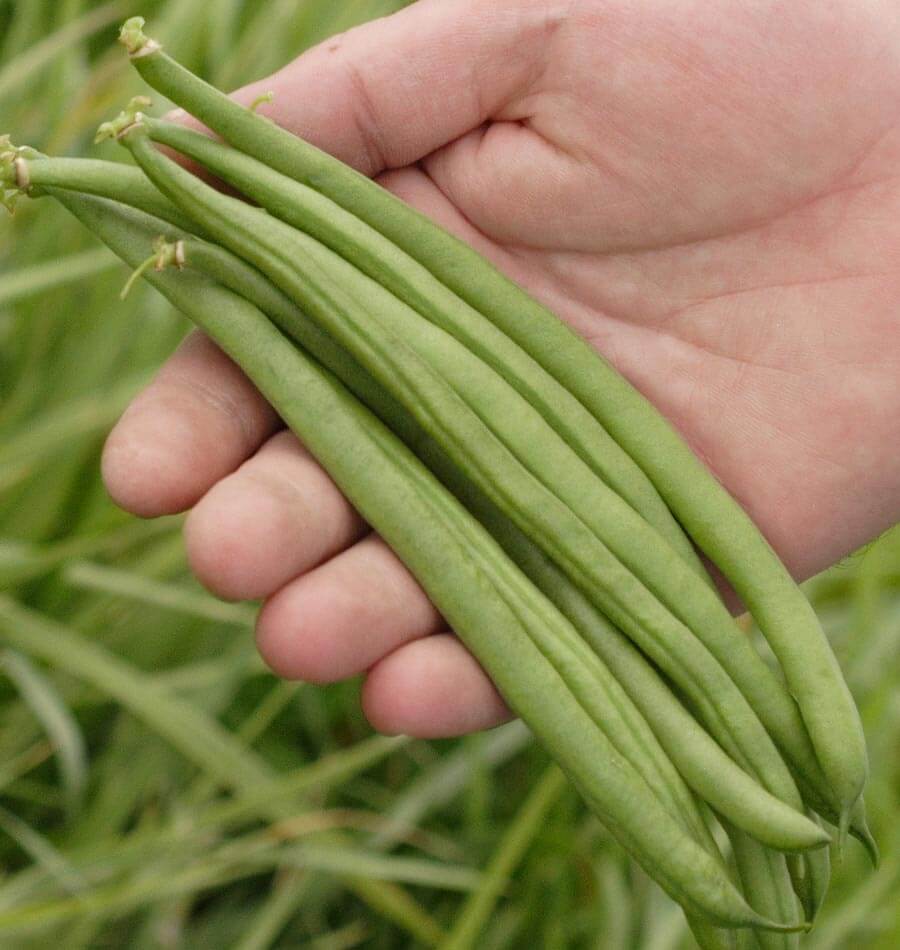 Bush Jade Beans • فاصوليا مناسبة للأحواض - plantnmore