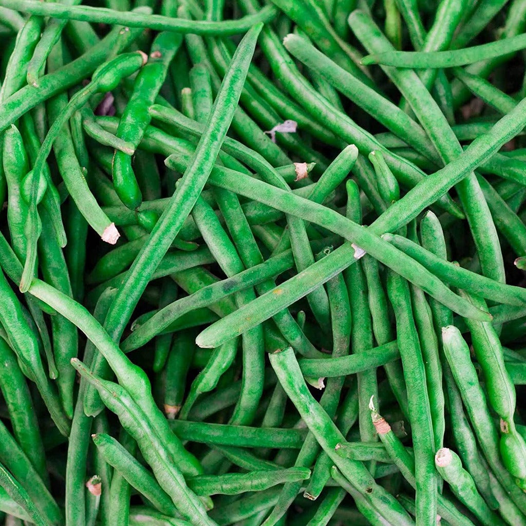 Bush Jade Beans • فاصوليا مناسبة للأحواض - plantnmore