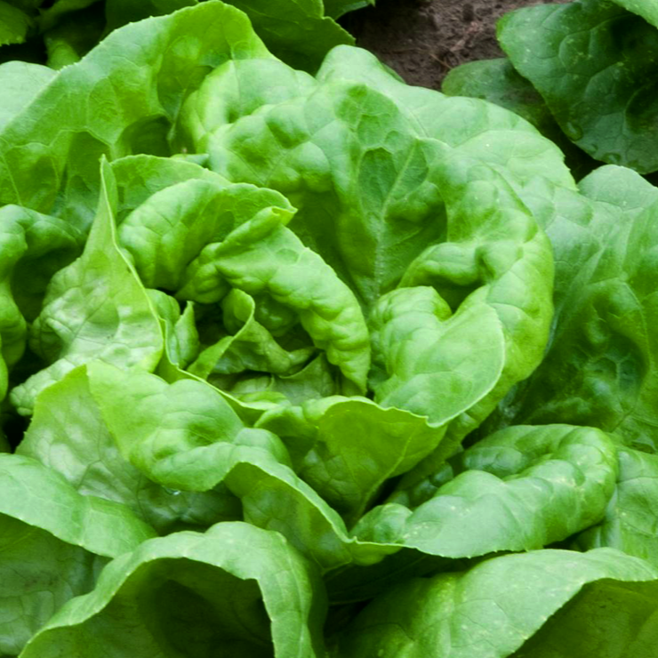 Buttercrunch lettuce • خس مدور - plantnmore