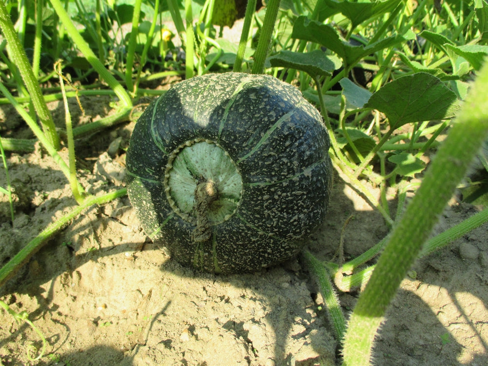 Pumpkin Burgess Buttercup • قرع الزبدة - plantnmore