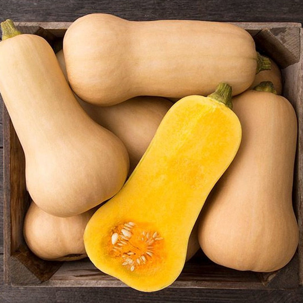 Waltham Butternut Squash • قرع والثام - plantnmore