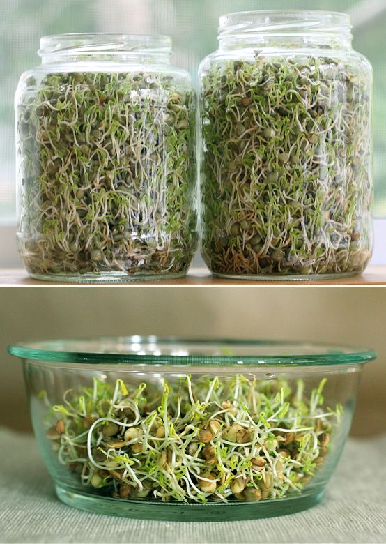 Green Lentils 114g • العدس الاخضر العضوي - plantnmore