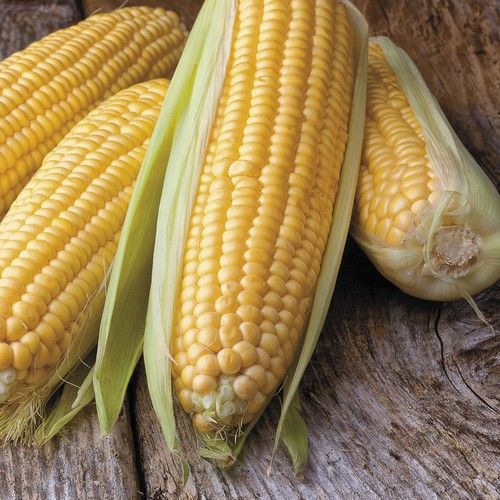 Corn Early Sunglow • ذرة حلوة سريعة النمو - plantnmore