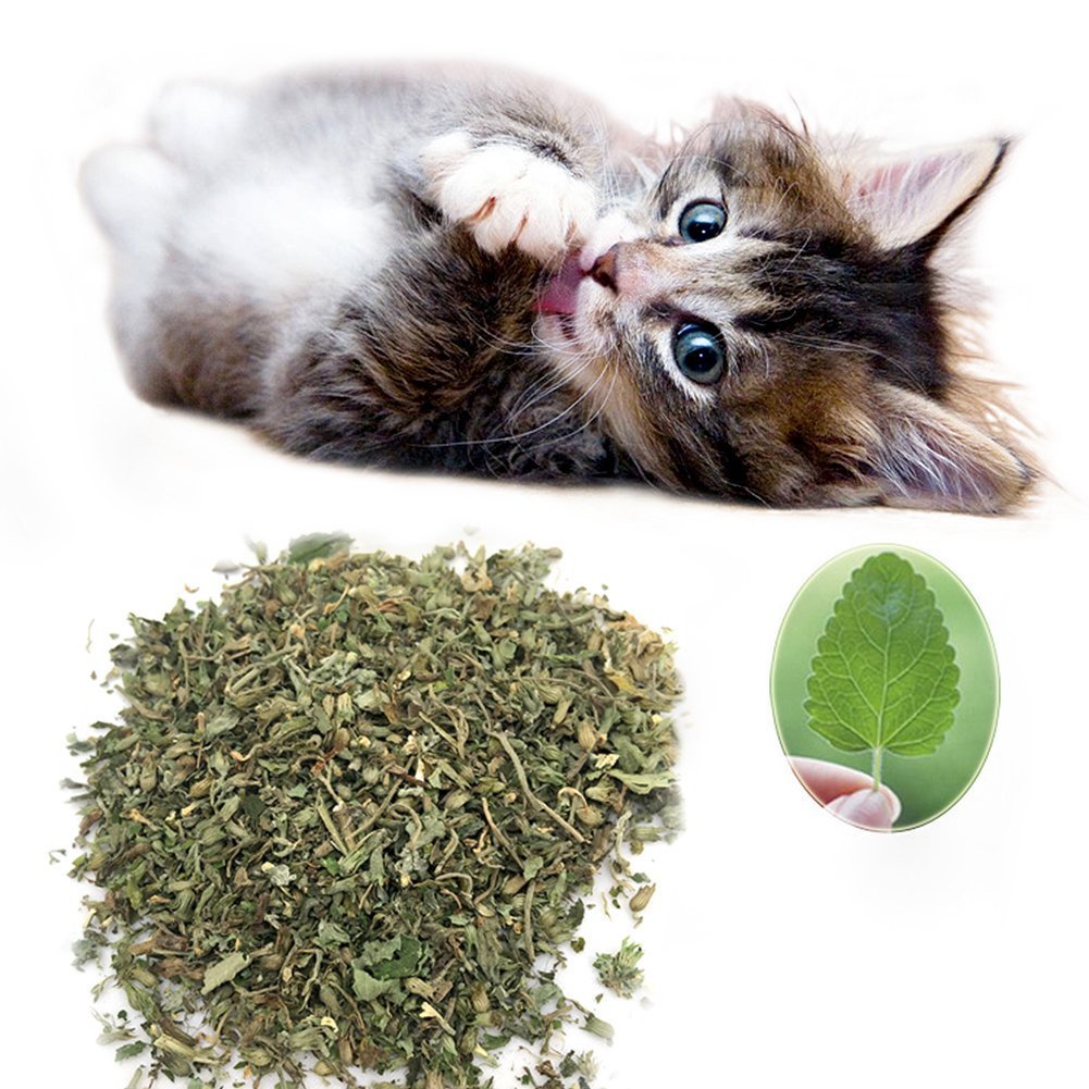 Catnip • عشبة القطط - plantnmore