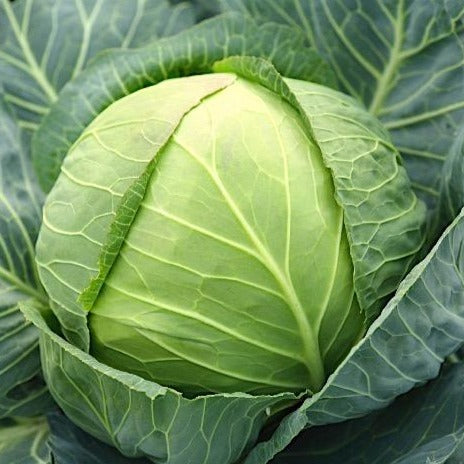 Cabbage All Seasons