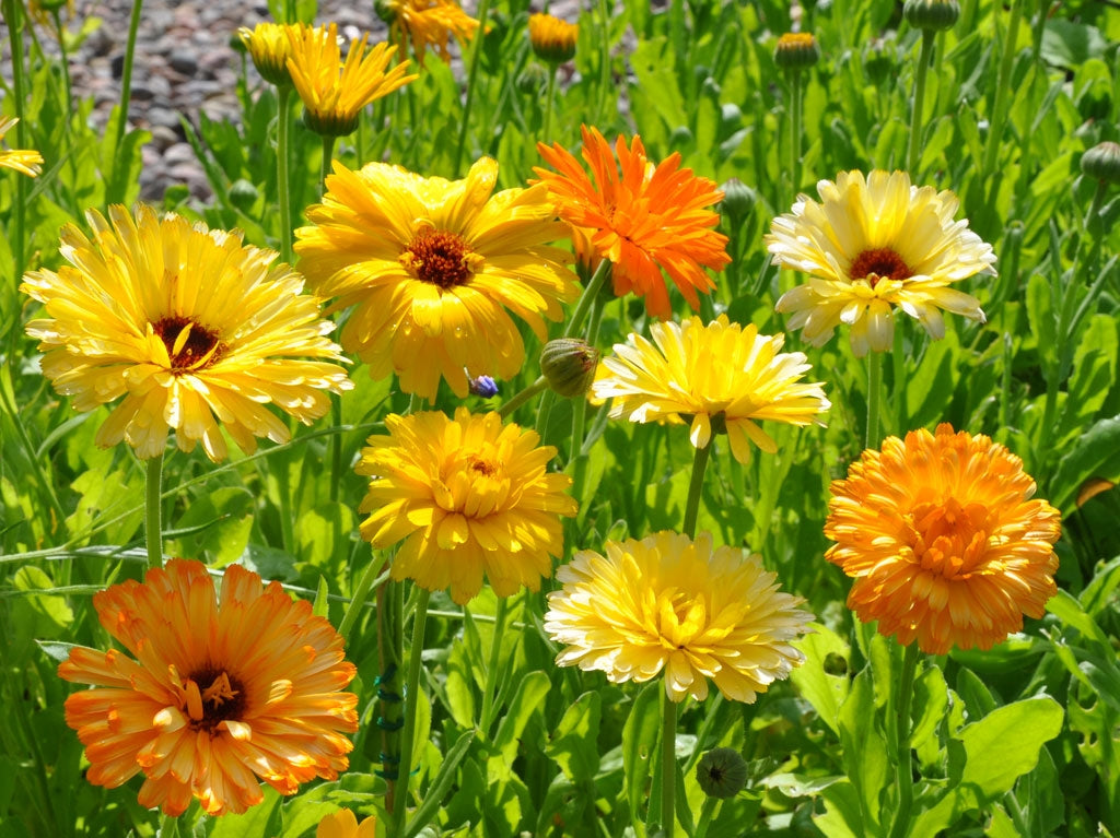 Calendula Pacific Beauty Mixture  • زهرة كالاندولا بديلة الزعفران - plantnmore