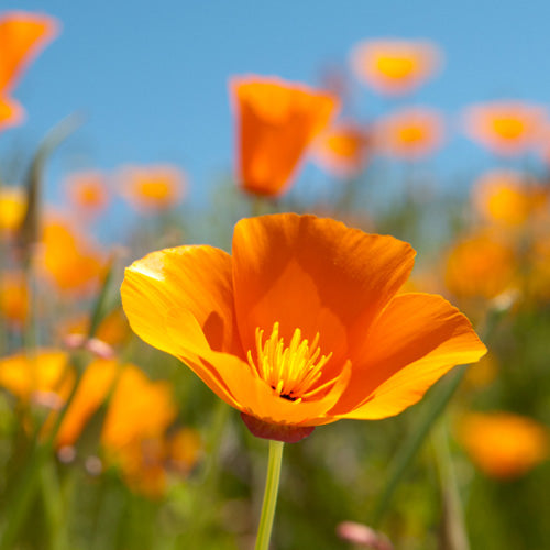 Bee Friendly Wildflower Mix • تشكيلة زهور صديقة للنحل - plantnmore