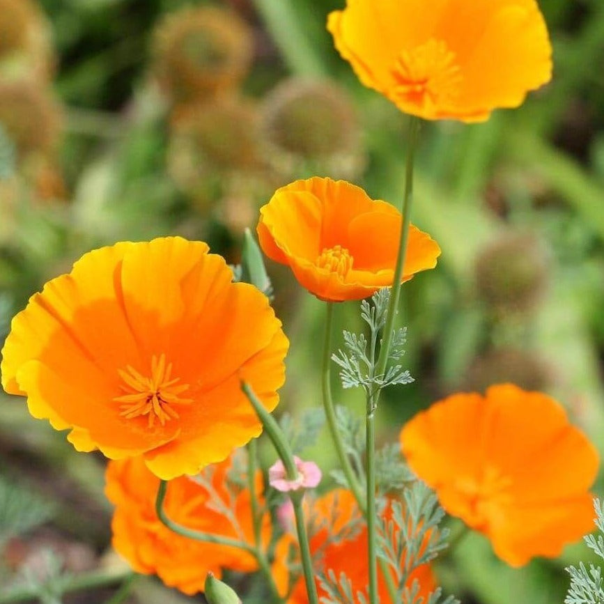 California Poppy  • كاليفورنيا بوبي - plantnmore