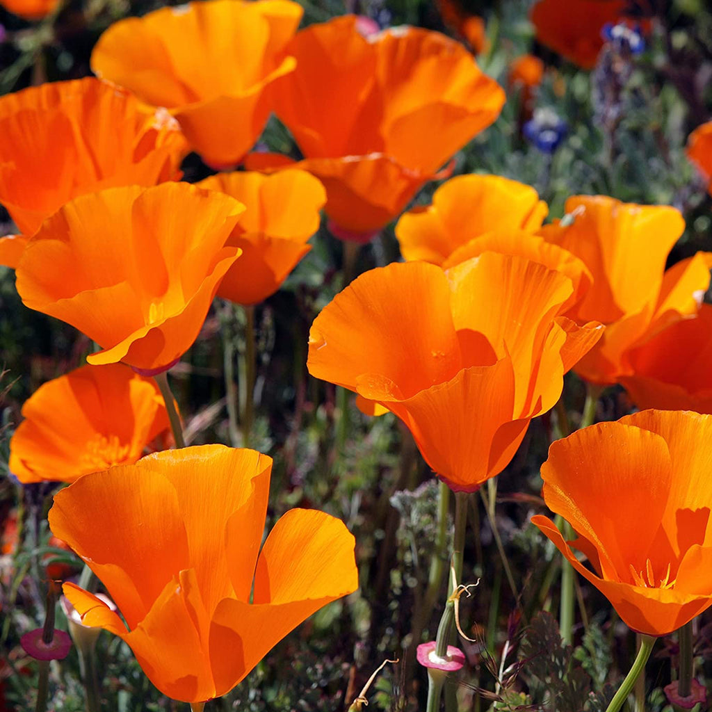 California Poppy  • كاليفورنيا بوبي - plantnmore