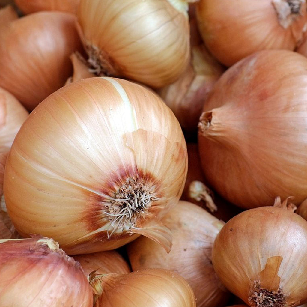 Onion Candy Hybrid • بصل الحلاو - plantnmore