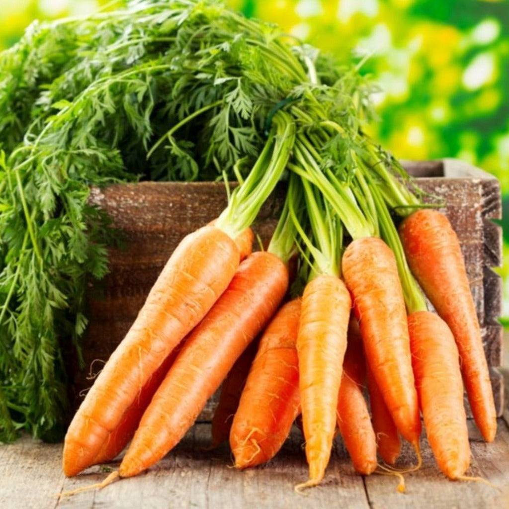 Carrot Scarlet Nantes •  جزر نانتس - plantnmore