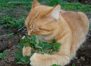 Catnip • عشبة القطط - plantnmore