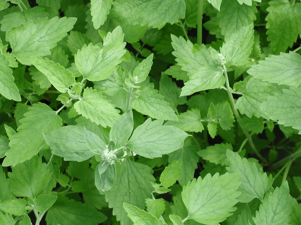 Catnip • عشبة القطط - plantnmore