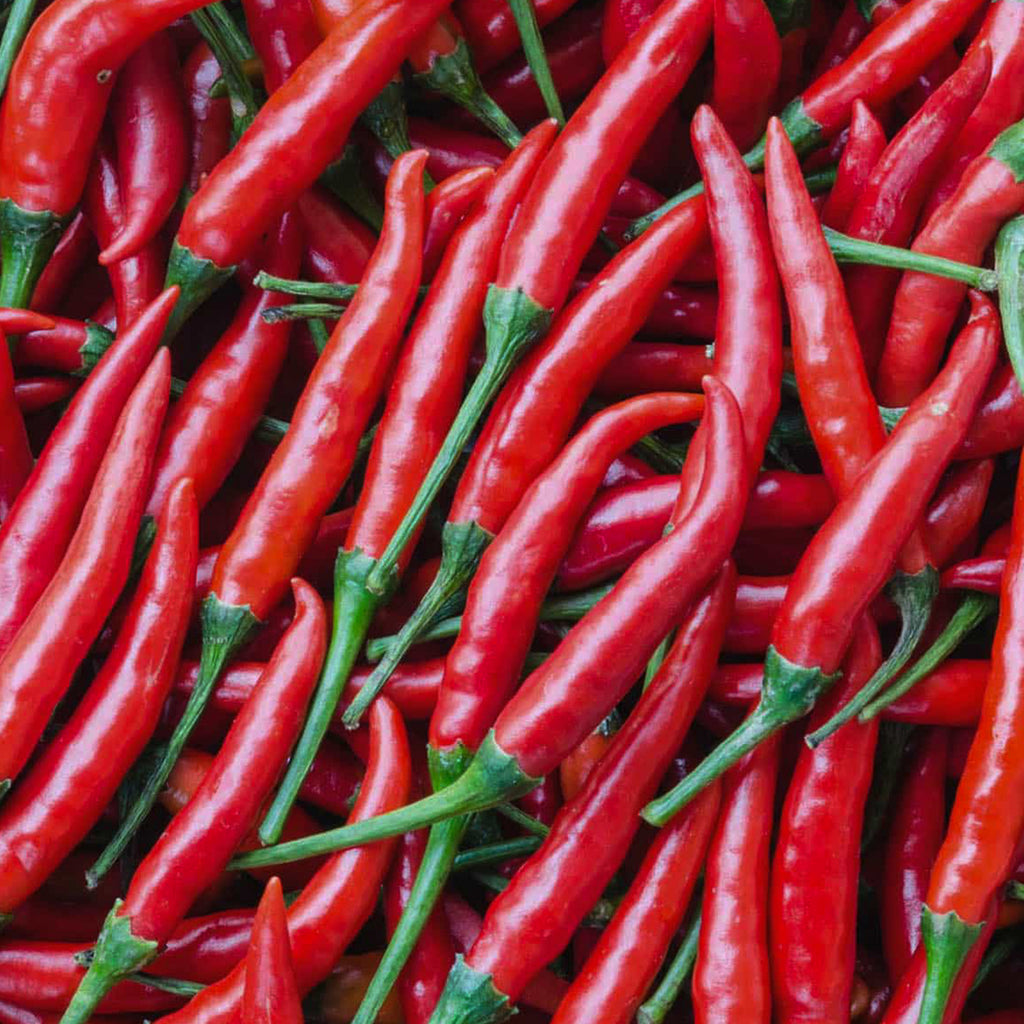 Pepper Hot Cayenne • فلفل كايين حار - plantnmore