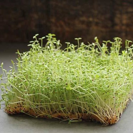 Celery Microgreen • كرفس ميكروجرين - plantnmore