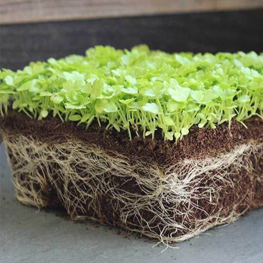 Celery Microgreen • كرفس ميكروجرين - plantnmore