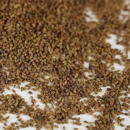 Celery Microgreen • كرفس ميكروجرين - plantnmore