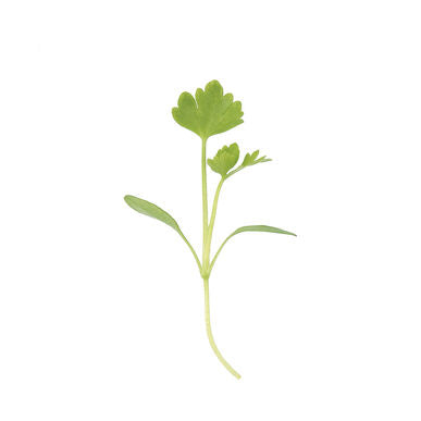 Celery Microgreen • كرفس ميكروجرين - plantnmore