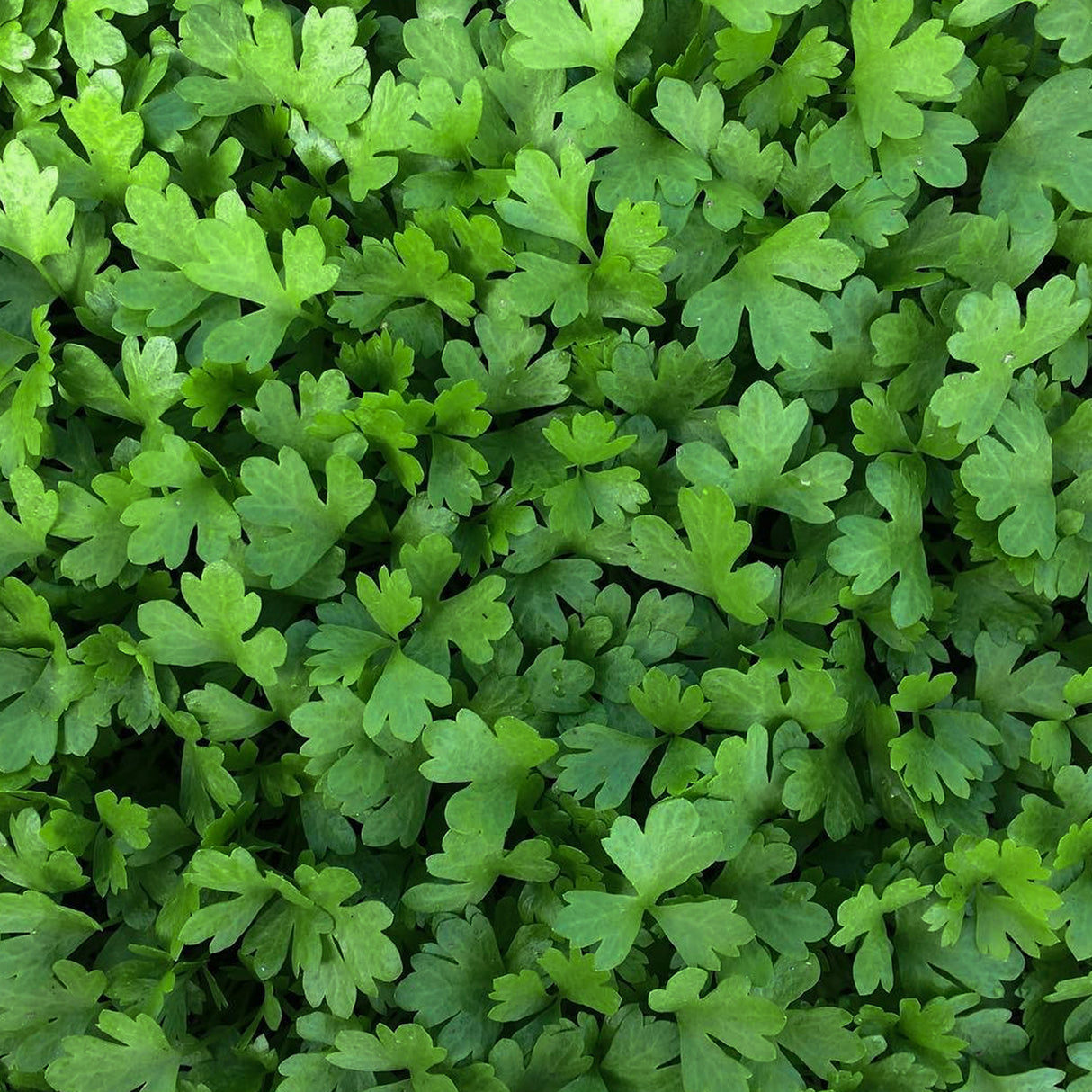 Celery Microgreen • كرفس ميكروجرين - plantnmore