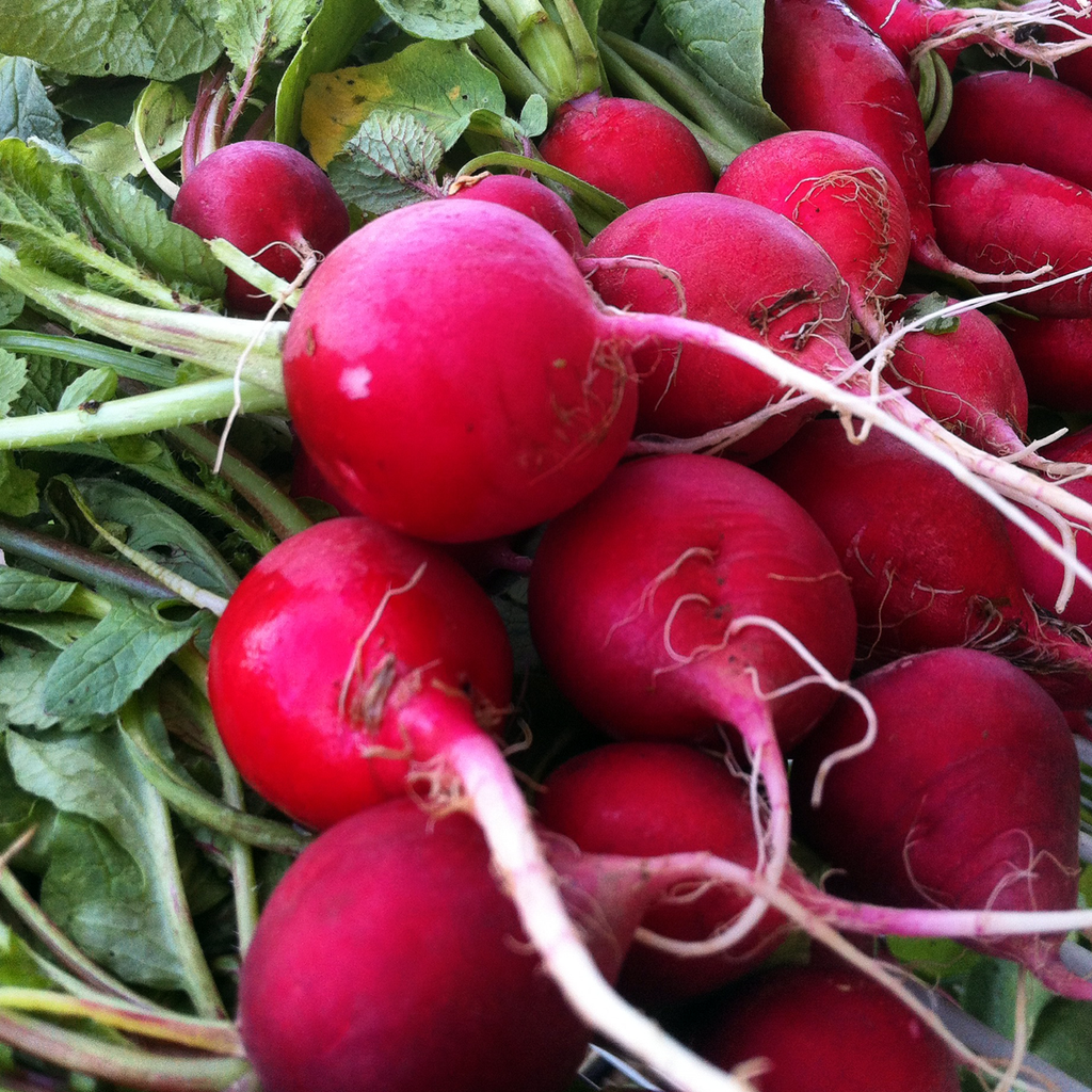 Radish Champion • فجل البطل - plantnmore