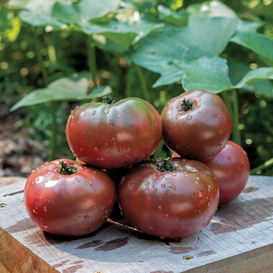 Tomato Cherokee Purple •  طماطم شيروكي بنفسجي - plantnmore
