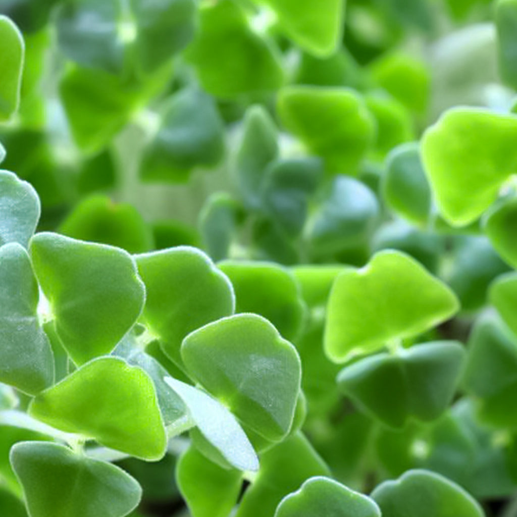Chia Microgreens • ميكروجرين شيا - plantnmore