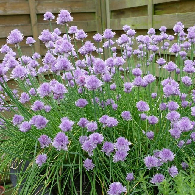 Chives • ثوم معمر - plantnmore