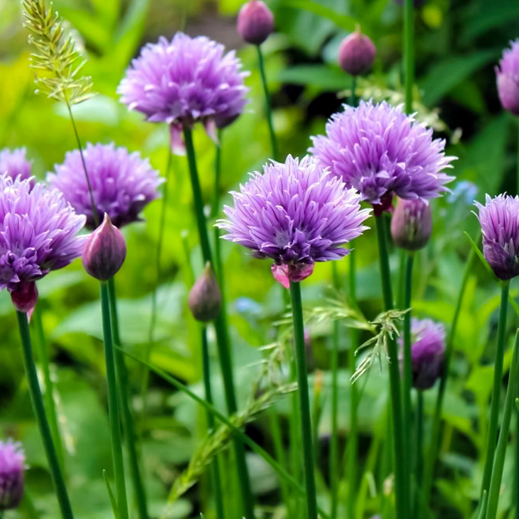 Chives • ثوم معمر - plantnmore