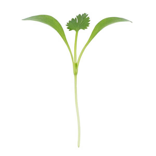 Cilantro Microgreens • ميكروجرين كزبرة - plantnmore